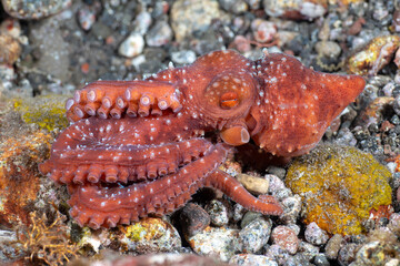 Incredible Underwater World - Starry night octopus - Callistoctopus luteus. Diving and underwater photography. Tulamben, Bali, Indonesia.