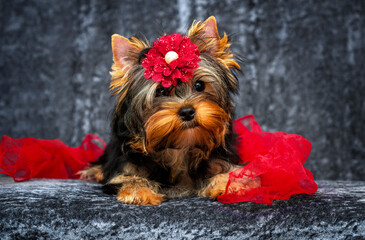 fluffy yorkie puppy with a bow looks in the studio