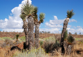 Joshua Trees in the high desert of California 
