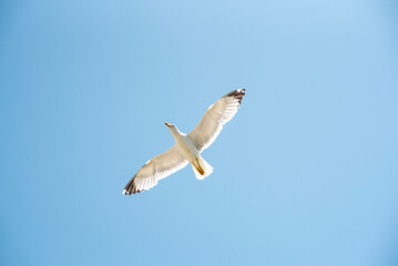 Seagulls at different times of the day, flying, washing
