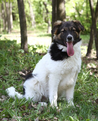 black and white big puppy dog full body portrait on green grass background