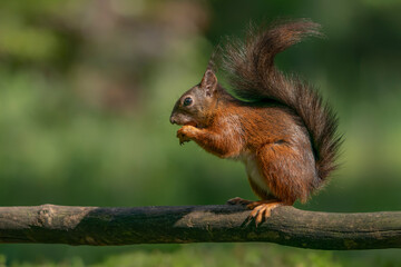 Hungry red squirrel (Sciurus vulgaris) eating a nut on a branch. Noord Brabant in the Netherlands. 