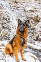 german shepherd dog snowy mountains