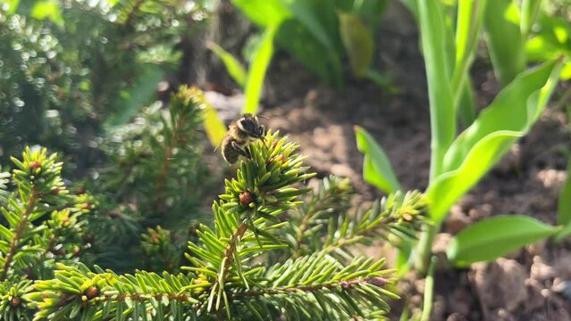 Bee cleans his proboscis with his paws on a pine tree.