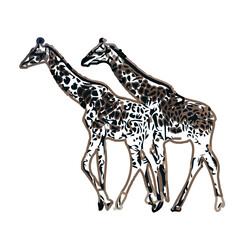 giraffe color sketch with transparent background