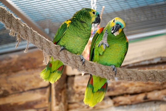 Two green and yellow Budgerigar parrots perching on a rope