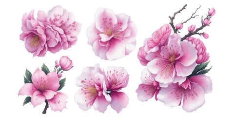 Cherry blossom watercolor pink sakura flowers set use for textile,greeting card ,postal card,thanyou card weding card
