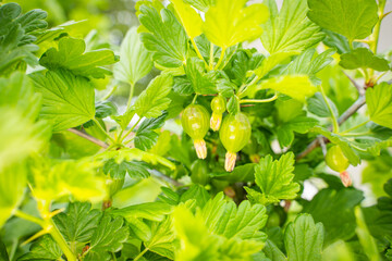 Green gooseberry growing close-up. Spring garden with berry bushes