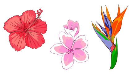 Tropical exotic flowers. Hand drawing illustration, isolated on white background.