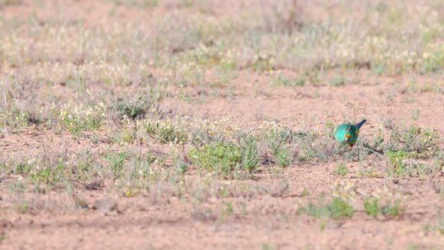 a high frame rate shot of a mulga parrot pair foraging on the ground at eulo in outback qld, australia