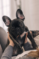 A black French Bulldog puppy in the hands of its owner at home.Close-up,selective focus.