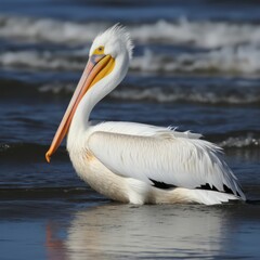 Fototapeta na wymiar pelicans on the beach