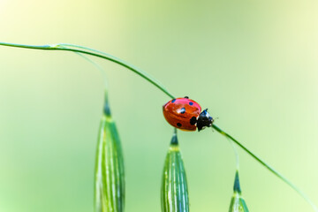 ladybug close up in the morning light