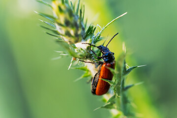 Pyrrhocoris Apterus, close up in the morning light