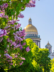 Spring Petersburg. Blooming lilac against the background of the domes of St. Isaac's Cathedral in St. Petersburg, Russia