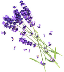 PNG lavender flowers isolated on transparent background - obrazy, fototapety, plakaty