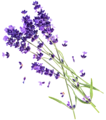 Rolgordijnen PNG lavender flowers isolated on transparent background © LiliGraphie