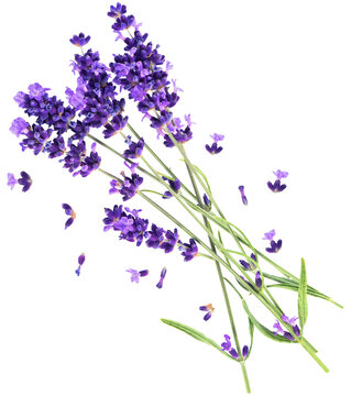 PNG Lavender Flowers Isolated On Transparent Background