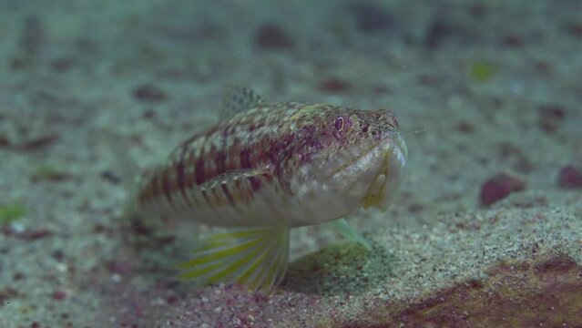 Close-up portrait of Slender Lizardfish or Gracile lizardfish (Saurida gracilis) lie on sandy bottom at evening time on sunset sunrays, slow motion