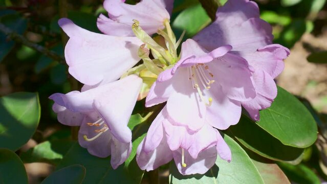 Bright pink and white Rhododendron hybridum Simona blossoming flowers with green leaves in the garden in spring