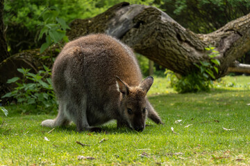 Ein Känguru sitzt auf dem Rasen und frisst