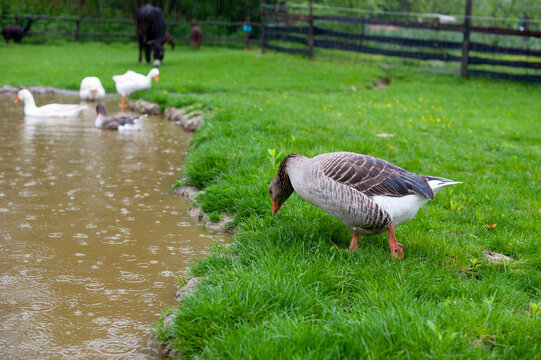Gans am Teich