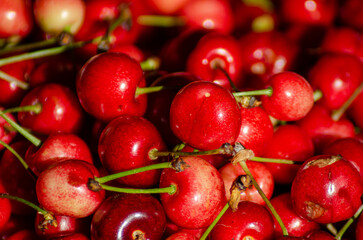 freshly picked cherries from organic farming