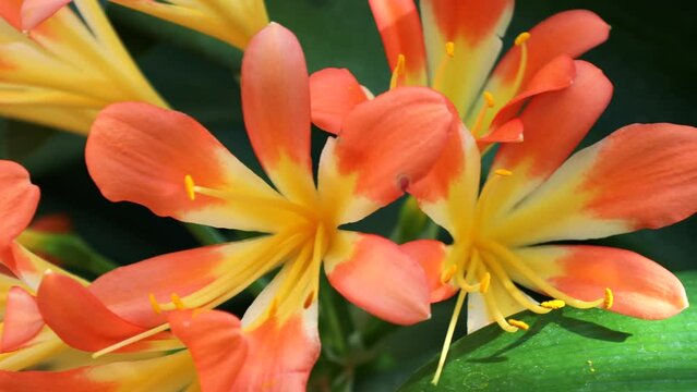 Bright yellow and orange Clivia Nobilis Lindl flowers bunch with green leaves in the garden in summer