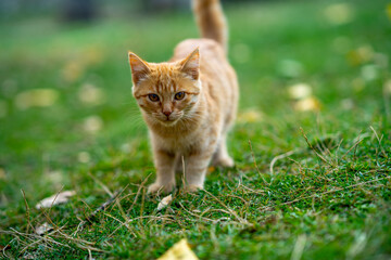 Naklejka na ściany i meble Beautiful yellow cat walking in the greenery