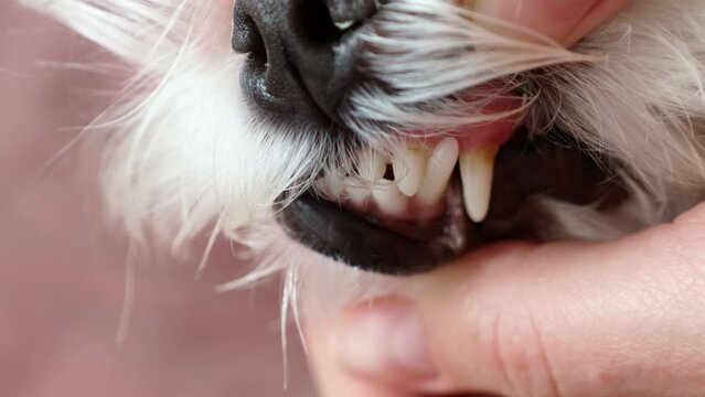 Maltese dog teeth with dental calculus during the vet check up close up