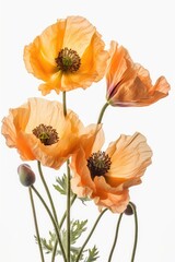 Fototapeta premium flowers isolated on white background