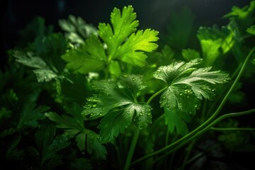 Fresh Parsley Leaves