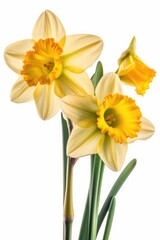 Obraz premium daffodils isolated on white