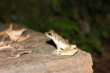 ハナサキガエル　やんばるの森の生き物