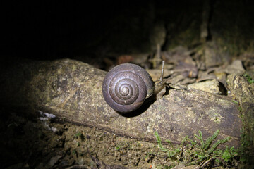 ヤンバルマイマイ　やんばるの森の生き物