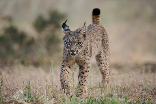 Iberian lynx walking in wild nature