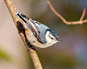 Nuthatch White breasted Photo and Image. Perched on a tree branch with a blur background in its environment and habitat surrounding.