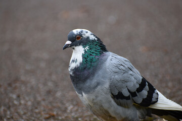 Pigeon face close up town bird wildlife