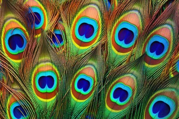 Obraz premium peacock feather background