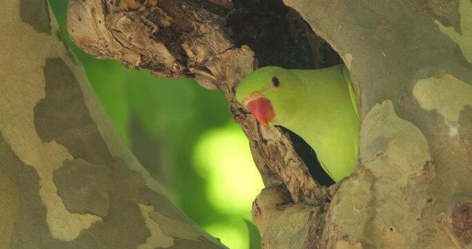 Rose-ringed parakeet in the nest, Montpellier, Occitan, France