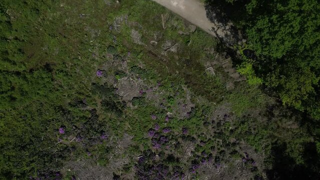 Stover Country Park, South Devon, England: DRONE AERIAL VIEWS: Glade area with purple rhododendrons, view of conifer tree tops (Clip 2)
