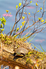Painted Turtle Photo and Image.  Resting on a log in the water with water and vegetation background...