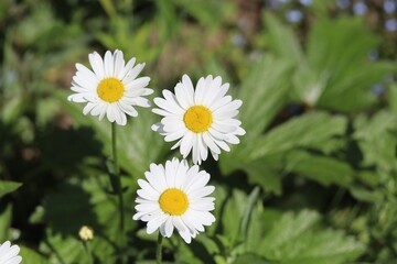 three beautiful white daisies in the garden