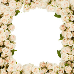 beautiful colorful rose flower frame looking like a tunnel of flowers with cut out isolated on...