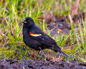 Red-Winged Blackbird Photo and Image.  Close-up side view standing in on mud ground with a open beak in its environment and habitat surrounding.