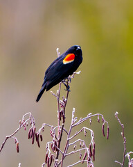 Red-Winged Blackbird Photo and Image.  Close-up side view perched on bud leaf with a colourful background in its environment and habitat surrounding.