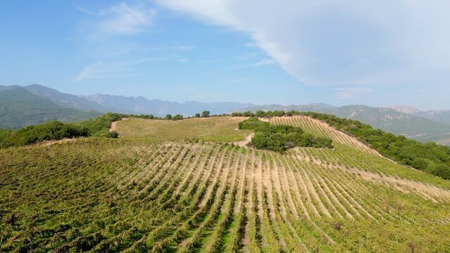 Aerial Wonder: Torraccia Winery's Verdant Vineyards Nestled Amidst the Mountains of Lecci, Corsica