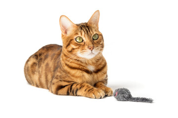 Red domestic cat plays with a toy mouse