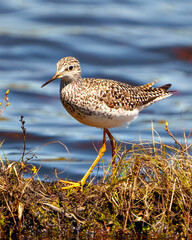 Common Sandpiper Photo and Image.  Sandpiper close-up side view in its marsh environment and habitat with a blue water background.