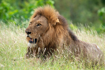 Obraz na płótnie Canvas Lion, Panthera leo, Parc national du Kruger, Afrique du Sud